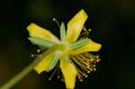 Bushy St. Johnswort